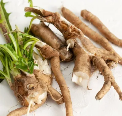Fresh chicory roots with leaves on a white surface